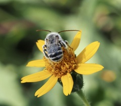 Melissodes microstictus