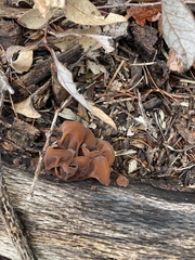 Auricularia