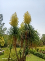 Beaucarnea recurvata