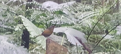 Liocichla steerii