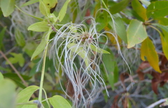 Clematis