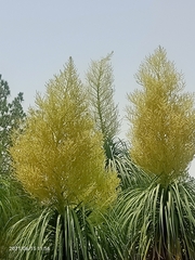 Beaucarnea recurvata