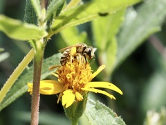 Halictus ligatus