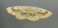 Cyclophora annularia