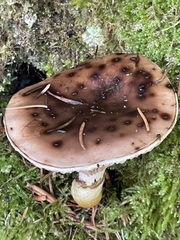 Gomphidius glutinosus