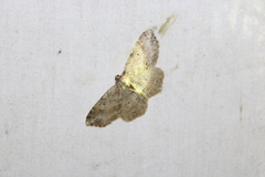 Melanolophia