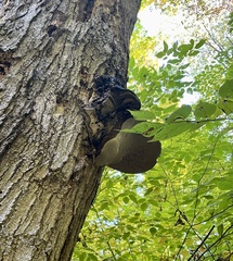Ganoderma megaloma
