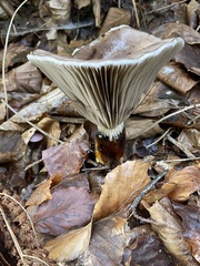 Gomphidius glutinosus