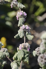 Pseudodictamnus africanus