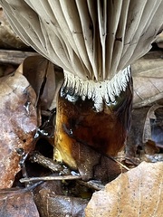 Gomphidius glutinosus