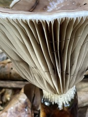 Gomphidius glutinosus