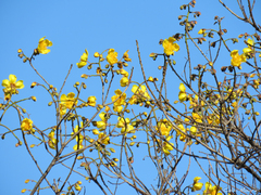 Cochlospermum vitifolium