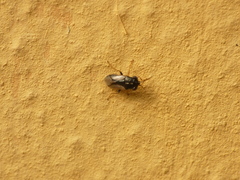 Geocoris