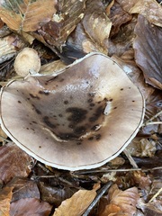 Gomphidius glutinosus