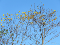 Cochlospermum vitifolium