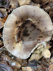 Gomphidius glutinosus