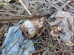 Myriostoma coliforme