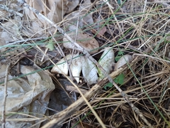 Myriostoma coliforme