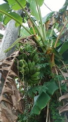 Musa × paradisiaca