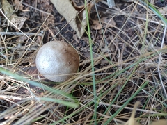 Myriostoma coliforme