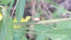 Orsilochides stictica
