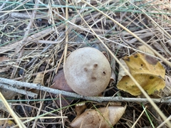 Myriostoma coliforme