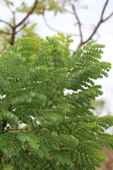 Stryphnodendron adstringens