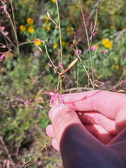 Oenothera filiformis