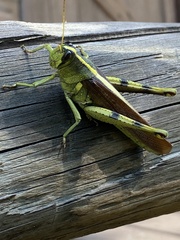 Schistocerca obscura