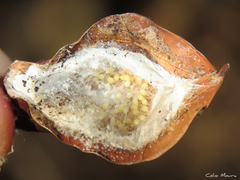 Cheiracanthium inclusum