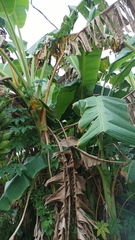 Musa × paradisiaca