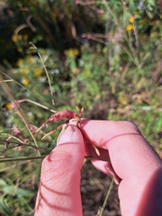 Oenothera filiformis