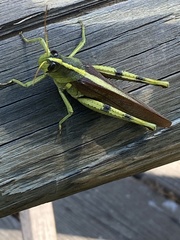 Schistocerca obscura