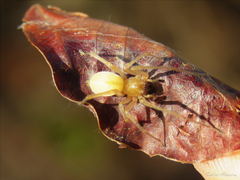 Cheiracanthium inclusum