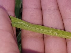 Ophiomyia kwansonis