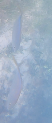 Caranx ruber