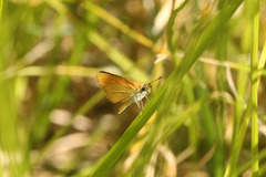 Ancyloxypha nitedula