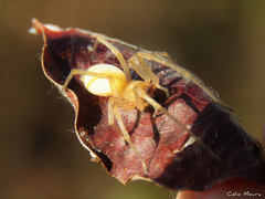 Cheiracanthium inclusum