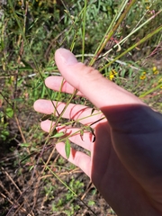Oenothera filiformis
