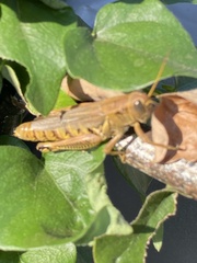 Melanoplus differentialis