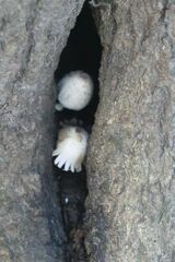 Leucocoprinus cepistipes