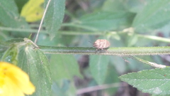 Orsilochides stictica