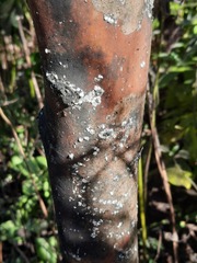 Eriococcus lagerstroemiae