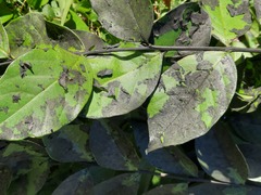 Eriococcus lagerstroemiae