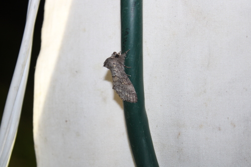 Four-spotted Gluphisia Moth photo 5