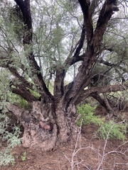 Prosopis glandulosa
