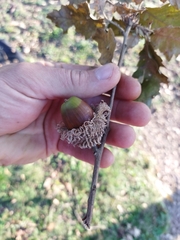 Quercus cerris