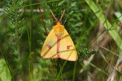 Diacrisia sannio