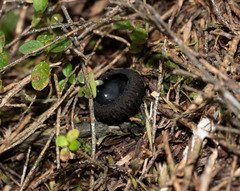 Plectania rhytidia