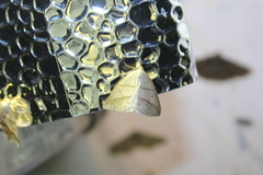 Petrophora subaequaria